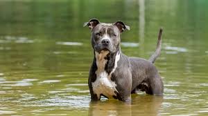 These are the hallmarks of staffing and recruiting industry professionalism. Prix D Un American Staffordshire Terrier De Race