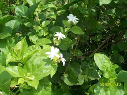 Jasmine plants are very resistant once they are established. Icar Research Complex For Goa