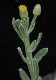 Image result for Laggera decurrens