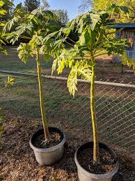 Top 10 plants that help to improve air quality at home. Anyway To Grow Papaya Indoors General Fruit Growing Growing Fruit