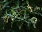 Image result for Nuxia oppositifolia