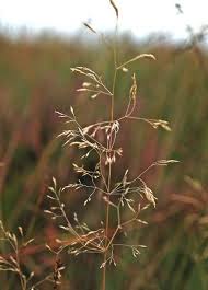 Image result for Avenella flexuosa