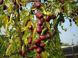 Check spelling or type a new query. List Of Uncommon Cold Hardy Fruit Trees Gardening Zones 3 7 Fruit Trees Jujube Tree Gardening Zones