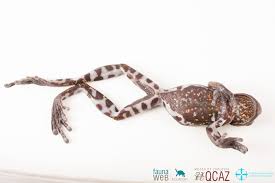 Image result for Hyloscirtus criptico