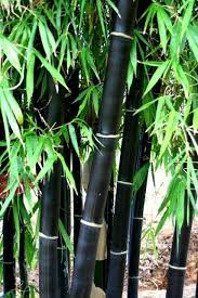 Phyllostachys nigra is an evergreen bamboo growing to 7.5 m (24ft) by 6 m (19ft) at a fast rate. Black Bamboo Bamboo Seeds Phyllostachys Black Garden