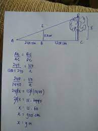 Skala yang tertera pada gambar tampak 1 : Tentukan Tinggi Pohon Pada Gambar Yang Nomer 9 Brainly Co Id