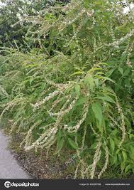 Image result for Buddleja asiatica