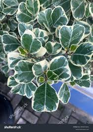 Image result for Ficus natalensis