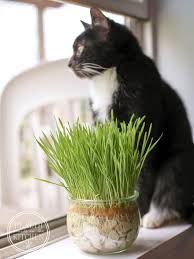 You can either buy the grass already grown or you can buy the seeds and another delightful quirk of felines: How To Grow Cat Grass Without Dirt Health Starts In The Kitchen