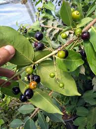 Image result for Eugenia verdcourtii