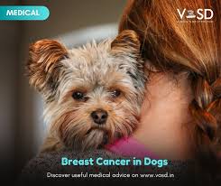 The most common clinical sign of a malignant mammary tumor is one (or more) palpable masses underneath the skin of the abdomen. Breast Cancer In Dogs Mammary Gland Tumours Vosd