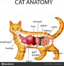 Kedi Anatomisi Vektorler Ve Grafikleri Depositphotos