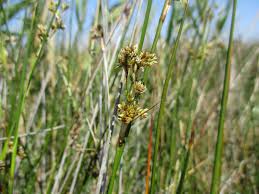 Image result for Juncus lomatophyllus