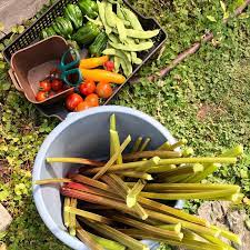 ボード 家庭菜園 のピン