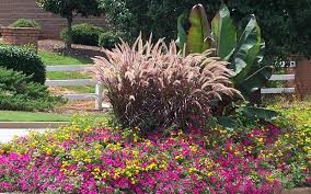 We did not find results for: Purple Fountain Grass Ornamental Grasses Fountain Grass Small Front Yard Landscaping Ornamental Grasses