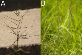 Image result for Digitaria velutina