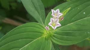 Image result for Spigelia anthelmia