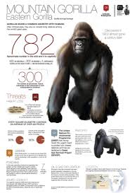 Mountain Gorilla Mountain Gorilla Endangered Animals Gorilla