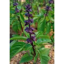 Biji selasih sendiri berasal dari tanaman yang bernama latin ocimum basillicum atau basil. Tanaman Thai Basil Biji Selasih Shopee Indonesia