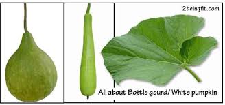 Bottle Gourd White Pumpkin Nutrition Proven Benefits Uses 2beingfit