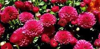 Very often, there are storms in kansas, and winds are very strong during a storm. 5 Things To Know About Hardy Mums Lotus Gardenscapes