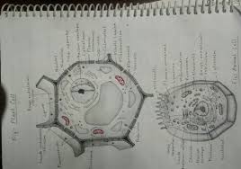Check spelling or type a new query. Hand Made Diagram Of Plant Cell And Animals Cell Brainly In