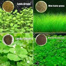 Love grass aquarium grass plants seeds 10g about 5000+, aquatic leaf carpet water grass, live pond plant seeds,fish aquatic water grass decor,easy to plant grow maintain. Vidishas Horticulture 80pcs Aquarium Plants Love Grass Mini Hairy Grass Lucky Clover Mini Leaf Grass Seed Price In India Buy Vidishas Horticulture 80pcs Aquarium Plants Love Grass Mini Hairy Grass Lucky Clover Mini Leaf Grass Seed Online
