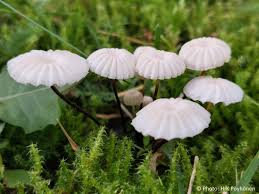 Image result for Marasmius rotula
