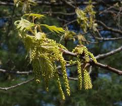 Horse chestnut tree (aesculus hippocastanum) blossoms, university of maryland baltimore county, catonsville flowering dogwood (cornus florida) (left), park ave., ellicott city (howard county), maryland, may 2018. Northern Red Oak Quercus Rubra