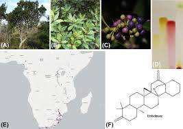 Image result for Rapanea melanophloeos