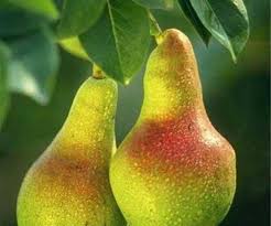 نهال گلابی دم کج