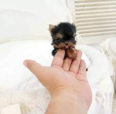 What are the cutest dogs that stay small? 26 Teeny Tiny Puppies Guaranteed To Make You Say Awww Baby Animals Pictures Cute Animals Cute Baby Dogs