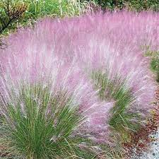 Check spelling or type a new query. Buy Pink Cotton Candy Grass From K Van Bourgondien