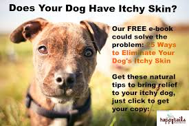 If a week passes and you're still itching, stop using the cream and make an appointment with a dermatologist for a proper id and treatment. Home Remedies Preventatives For Itchy Dogs Itchy Dog Solutions