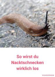 Nacktschnecken Plage So Wirst Du Die Biester Schnell Los Wunderweib Nacktschnecken Schnecken Im Garten Schneckenplage