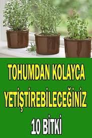 Bitkiler, sebzeler ve meyveleriniz için doğal ev yapımı ve organik böcek ilaçları ile daha sağlıklı bir bahçeye sahip olabilirsiniz. Evde Tohumdan Kolayca Yetistirilebilecek 10 Bitki Sosyolife Net 2021 Bitki Tohum Kentsel Ciftcilik