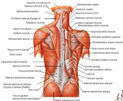 Head neck upper limb intrinsic back thorax abdomen pelvis & perineum lower limb visceral. Google Image Result For Http Davidlasnier Com Wp Content Uploads 2011 11 Core Muscles Jpg Muscle Anatomy Back Muscles Body Anatomy