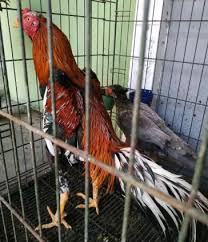 Check spelling or type a new query. Ayam Harga Ayam Bangkok Ekor Lidi