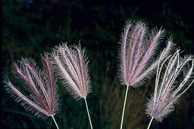 Image result for Chloris pilosa