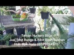 Kami tergabung dalam sentra tanaman penghijauan kecamatan ngadiluweh kediri jawa timur. Taman Nursery Blitar Jual Bibit Bunga Bibit Buah Buahan Hub Bpk Rony 085730545737 Youtube