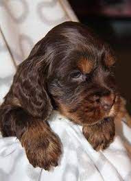 Maybe you would like to learn more about one of these? I Want This Cocker Spaniel Cocker Spaniel Puppies Spaniel Puppies Puppies
