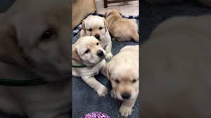 One of the friendliest breeds out there, yellow labs are great companions and love to be a part of the family. Yellow Lab Puppies In Michigan Youtube