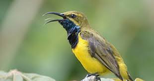Cara membuat jerat burung tekukur. 4 Cara Dan Tips Memikat Burung Sogok Ontong Paling Ampuh Yang Sudah Terbukti Kicau Mania