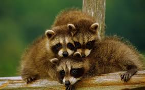 Family Of Raccoons Sweet Animals Hd Desktop Mobile Wallpaper Cute Animals Animals Wild Animals