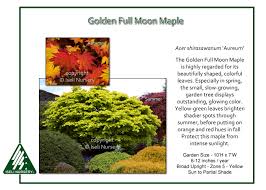 Acer japonicum 'aureum', golden full moon japanese maple is a different kind of a japanese maple. Acer Shirasawanum Aureum Iseli Nursery