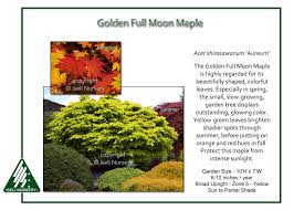 Acer japonicum 'aureum', golden full moon japanese maple is a different kind of a japanese maple. Acer Shirasawanum Aureum Iseli Nursery