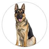 Puppy weight chart this is how big your dog will be dog weight. Barf Calculator Frostfutter Perleberg