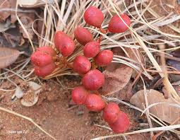 Image result for Lannea edulis