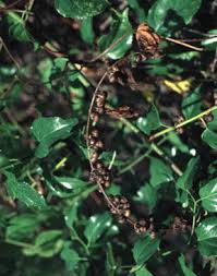Image result for Colubrina asiatica