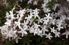 Le piante profumatissime da coltivare sul balcone sono infatti molteplici e richiedono una cura costante ma allo stesso tempo semplice e alla portata di tutti. I Dieci Fiori Piu Profumati Deabyday